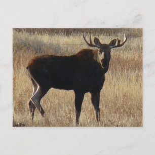 Cartão Postal M7 Young Bull Moose