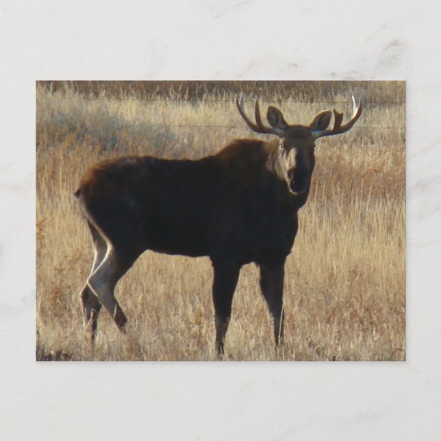 Cartão Postal M7 Young Bull Moose (Frente)