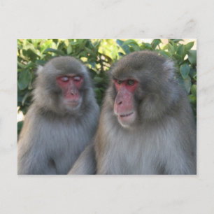 Cartão Postal macaco