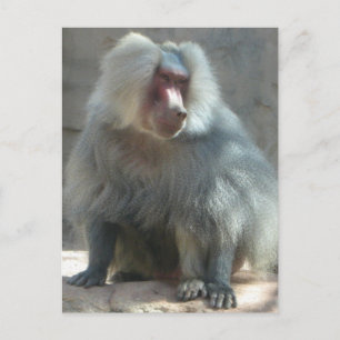 Cartão Postal Macaco