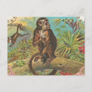 Cartão Postal Macaco