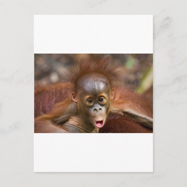 Cartão Postal Macaco 1 (Frente)