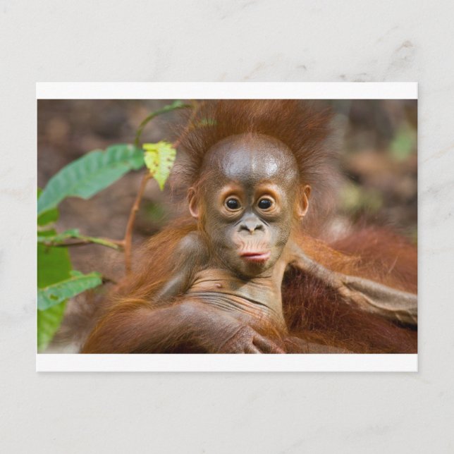 Cartão Postal Macaco 3 (Frente)