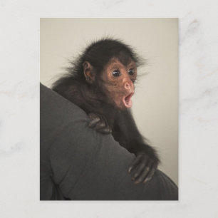 Cartão Postal Macaco-aranha-de-cara-vermelha Ateles paniscus)