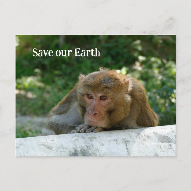 Cartão Postal Macaco - Avô (Frente)