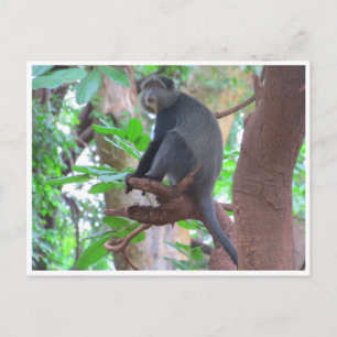 Cartão Postal macaco azul