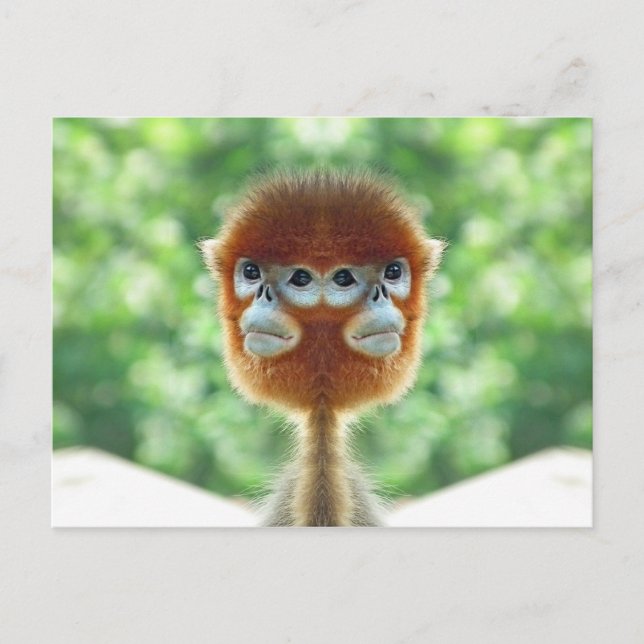 Cartão Postal Macaco Bebê (Frente)