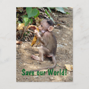 Cartão Postal Macaco-Bebê