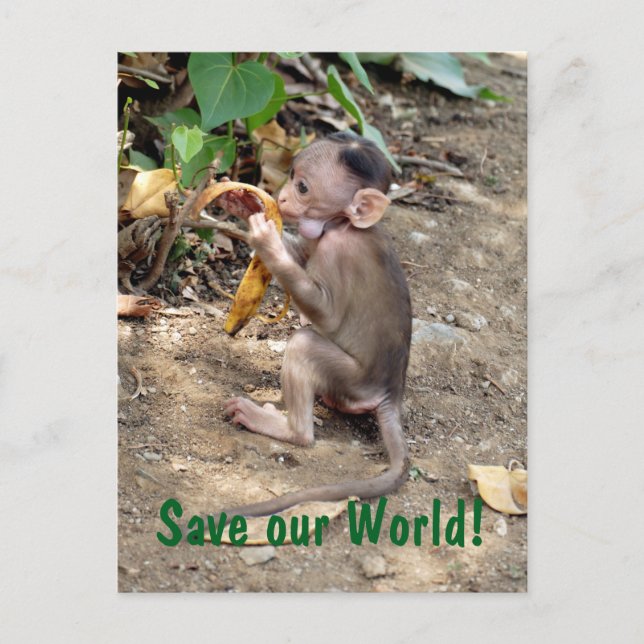 Cartão Postal Macaco-Bebê (Frente)