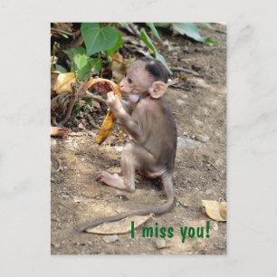 Cartão Postal Macaco-Bebê