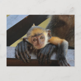 Cartão Postal Macaco-bebê em Mãe Foto de Borneo