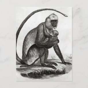 Cartão Postal Macaco Brasileiro