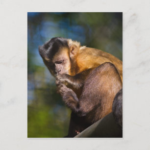 Cartão Postal Macaco Capuchin