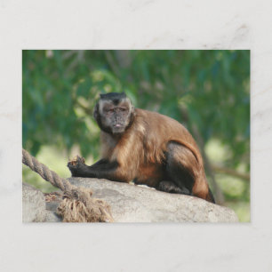 Cartão Postal Macaco Capuchin, Cute Mas Cranky