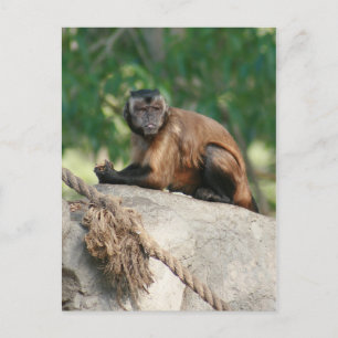 Cartão Postal Macaco Capuchin, Cute Mas Cranky