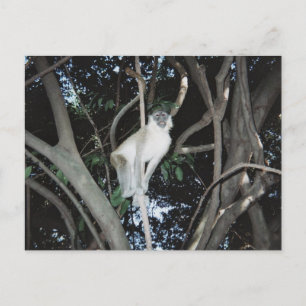 Cartão Postal Macaco Cheio