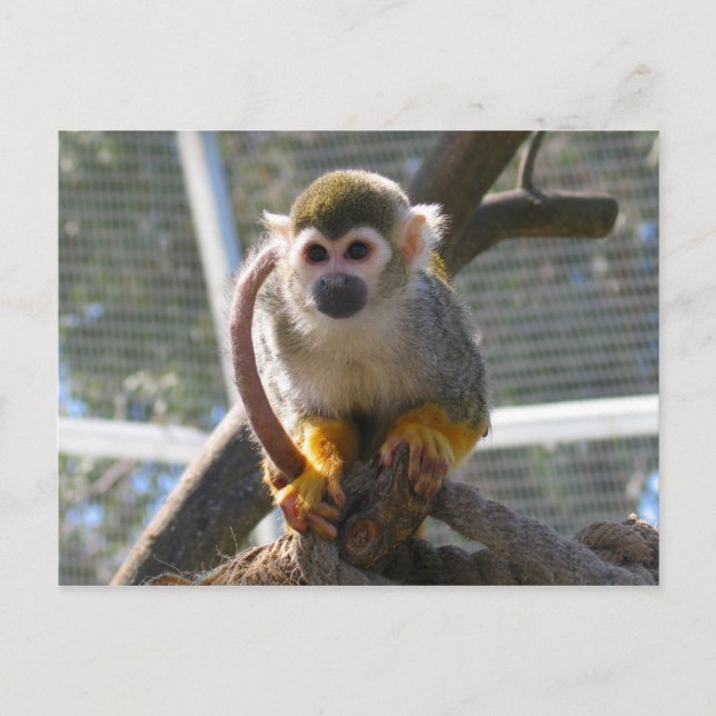 Cartão Postal Macaco-Cinto (Frente)