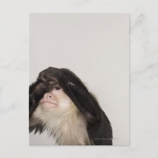 Cartão Postal Macaco cobrindo os olhos (Frente)