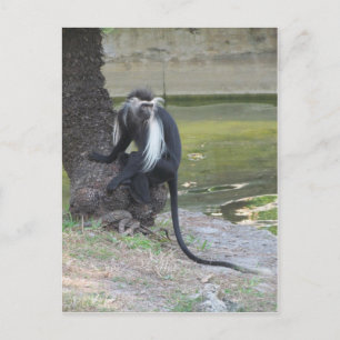 Cartão Postal Macaco Colobo Branco e Negro Angolano