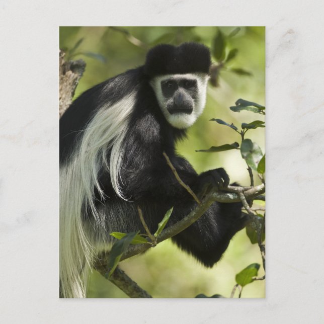 Cartão Postal Macaco Colobo Preto e Branco (Frente)