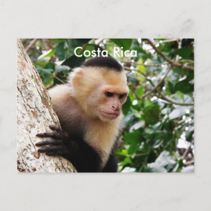 Cartão Postal Macaco costa-riquenho