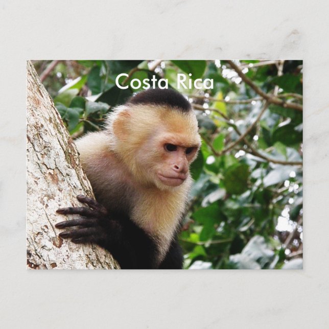 Cartão Postal Macaco Costarriquenho (Frente)
