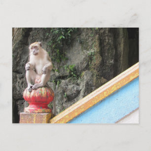 Cartão Postal macaco das cavernas de batu