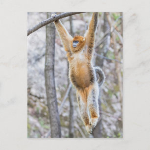 Cartão Postal Macaco de Nariz Arrebitado Dourado Balançando no G