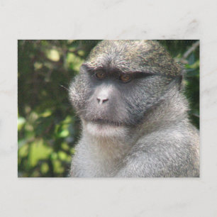 Cartão postal Macaco Do