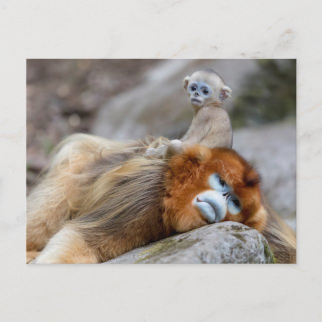Cartão Postal Macaco Dourado de Nariz Arrebitado Pai com Bebê (Frente)