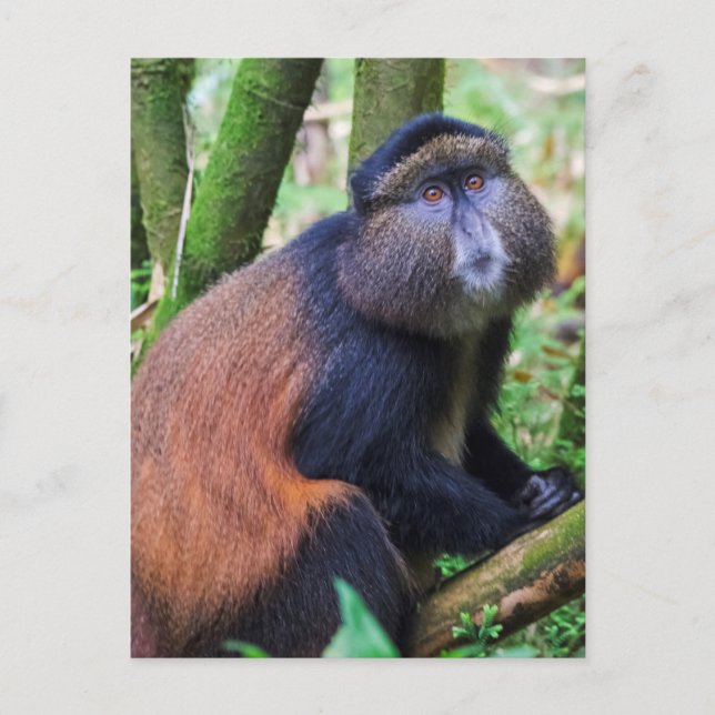 Cartão Postal Macaco Dourado, Ruanda (Frente)