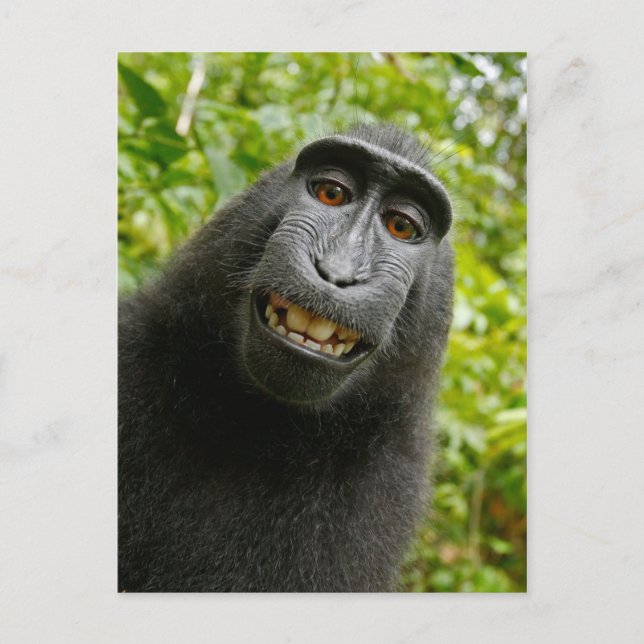 Cartão Postal Macaco Encantado Encantado Sorrindo Bobo Selfie (Frente)