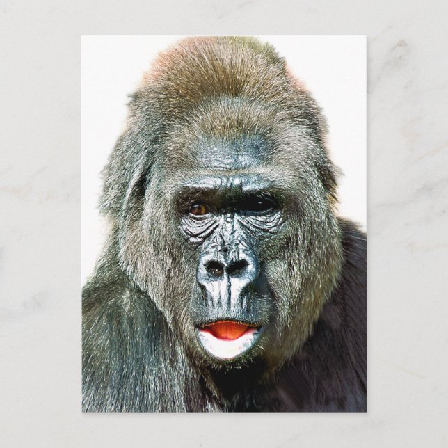 CARTÃO POSTAL MACACO ENGRAÇADO FOFO (Frente)