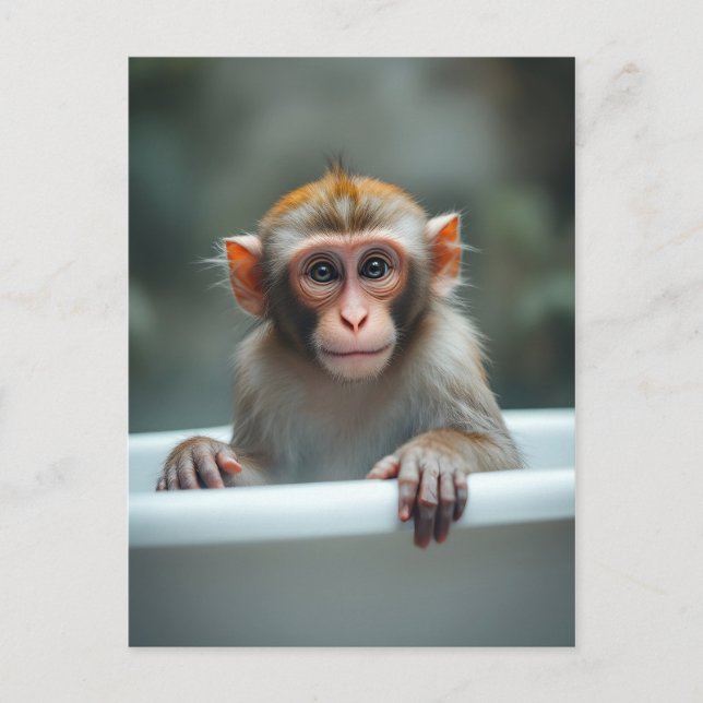 Cartão Postal Macaco engraçado no banheiro (Frente)