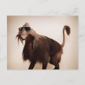 Cartão Postal macaco ensolarado