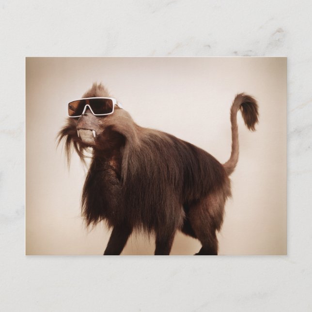 Cartão Postal macaco ensolarado (Frente)