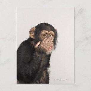 Cartão Postal Macaco esfregando o rosto