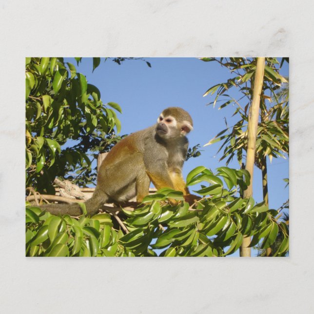 Cartão Postal macaco esquilo (Frente)