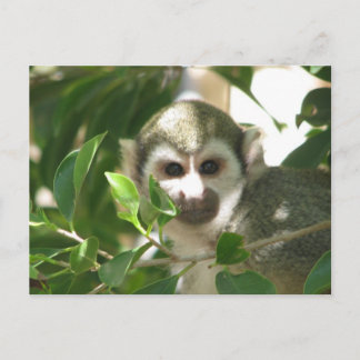 Cartão Postal Macaco-Esquilo