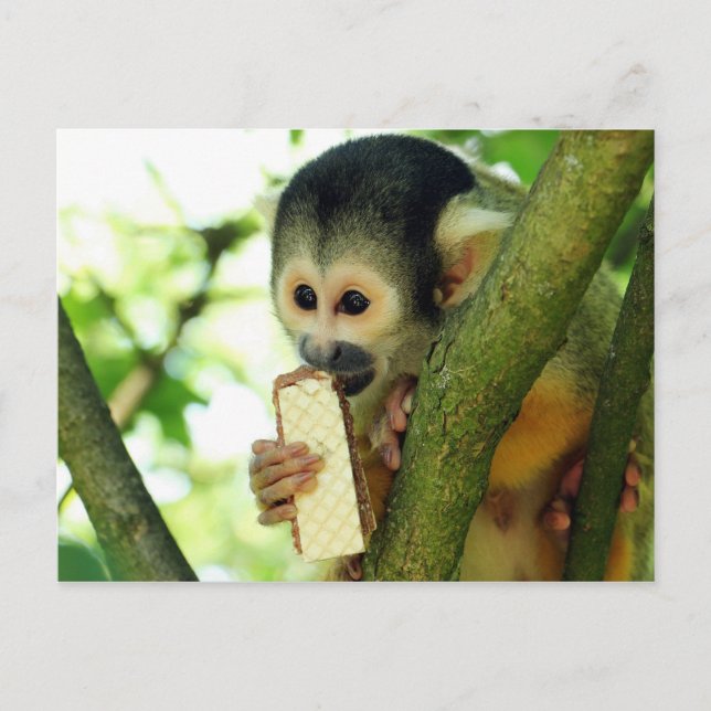 Cartão Postal Macaco-esquilo comendo um biscoito de Wafer (Frente)