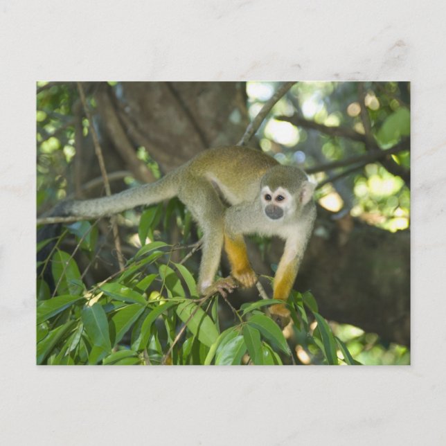 Cartão Postal Macaco-Esquilo-Comum (Saimiri sciureus), Rio (Frente)