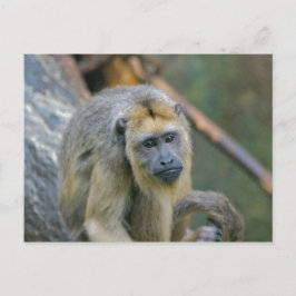 Cartão Postal Macaco Howler Triste