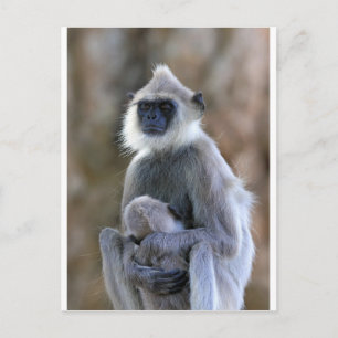 Cartão Postal Macaco Langur