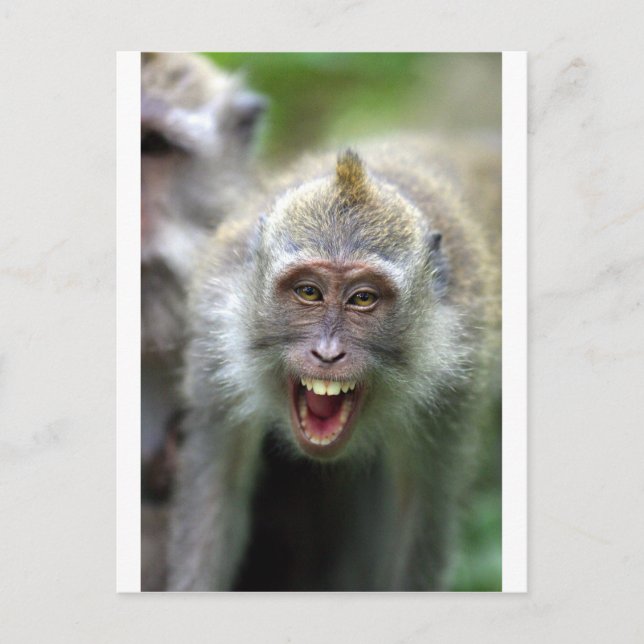 Cartão Postal Macaco macaco (Frente)