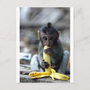 Cartão Postal Macaco-macaco-bebê bonito comendo banana