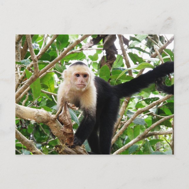Cartão Postal Macaco na Costa Rica (Frente)