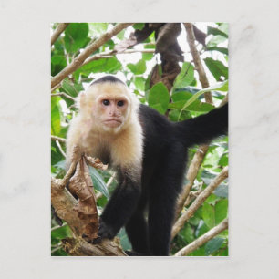 Cartão Postal Macaco na Costa Rica