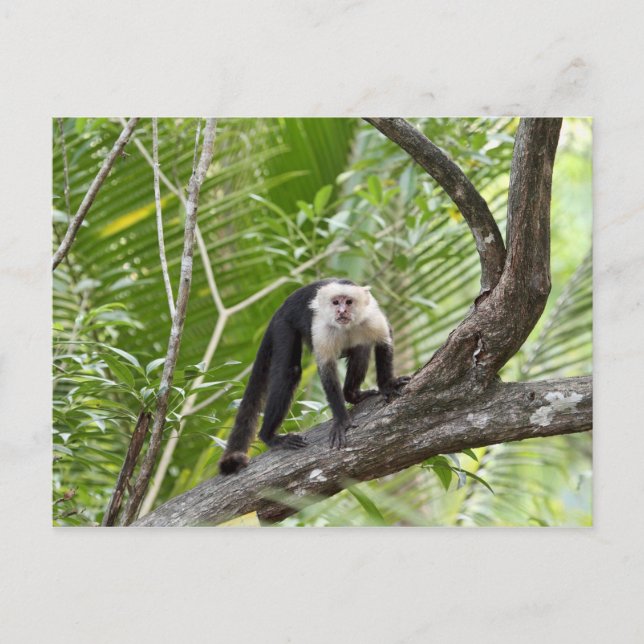 Cartão Postal Macaco na Selva (Frente)