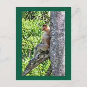 Cartão Postal Macaco Narigudo