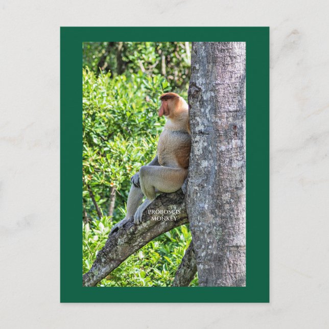 Cartão Postal Macaco Narigudo (Frente)